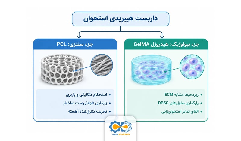 داربست هیبریدی استخوان