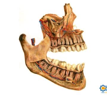 بازسازی استخوان آلوئولار