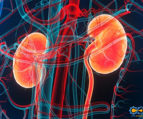 تقلید زیستی کلیه با بایوپرینتر