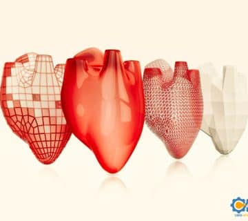 مدل‌سازی مراحل رشد قلب