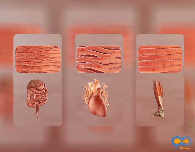 چاپ زیستی بافت عضلانی فعال